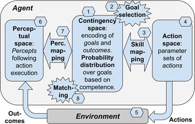 Sensorimotor Contingencies as a Key Drive of Development: From Babies to Robots